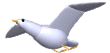 seagull